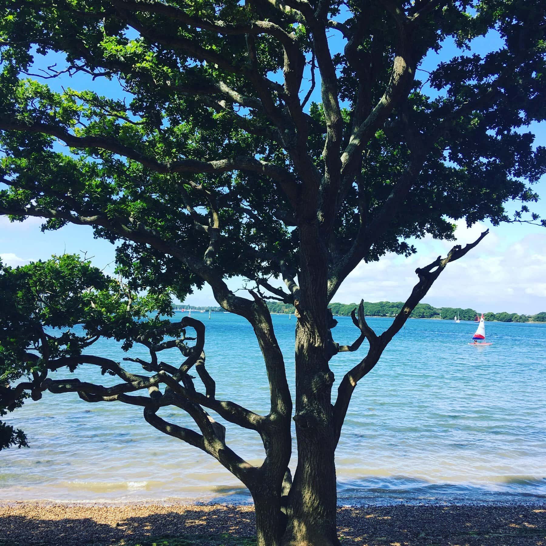 tree